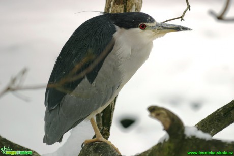 Kvakoš noční - Nycticorax nycticorax - Foto Gerd Ritschel (1)