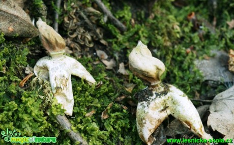 Hvězdovka smrková - Geastrum quadrifidium - Foto G. Ritschel