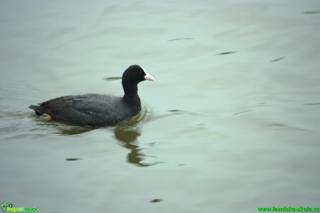 Lyska černá - Fulica atra - Foto Gerd Ritschel (2)