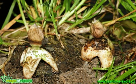 Hvězdovka smrková - Geastrum quadrifidium (1) - Foto G. Ritschel