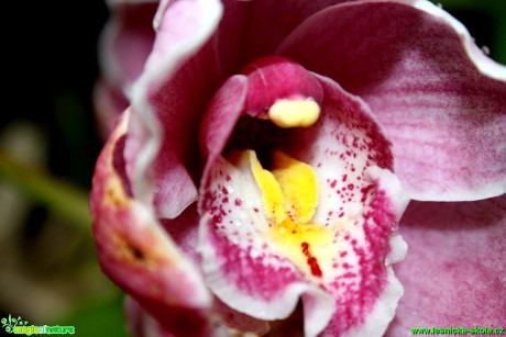 Květy orchidejí - Foto David Hlinka (1)