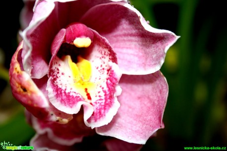 Květy orchidejí - Foto David Hlinka (2)