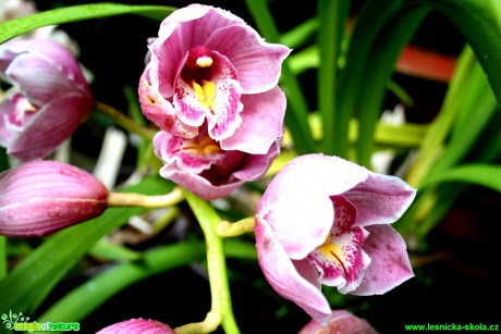Květy orchidejí - Foto David Hlinka (3)