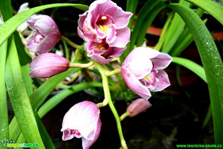 Květy orchidejí - Foto David Hlinka (4)