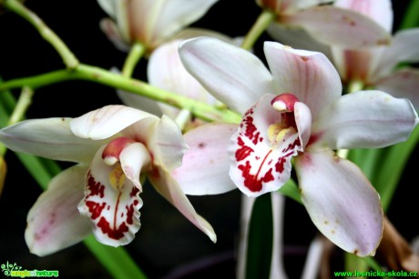 Květy orchidejí - Foto David Hlinka (5)