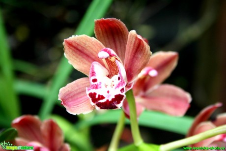 Květy orchidejí - Foto David Hlinka (6)