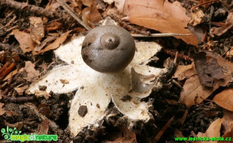 Hvězdovka tuhová - Geastrum coronatum (1) - Foto G. Ritschel