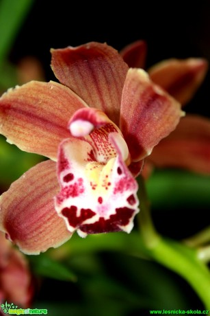 Květy orchidejí - Foto David Hlinka (9)