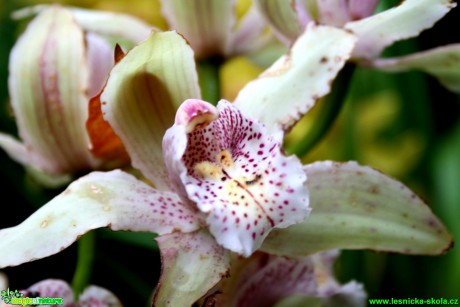 Květy orchidejí - Foto David Hlinka (10)