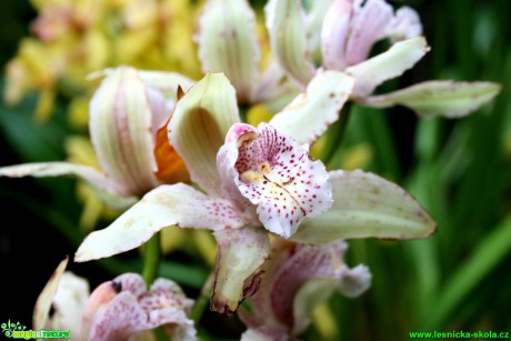 Květy orchidejí - Foto David Hlinka (11)