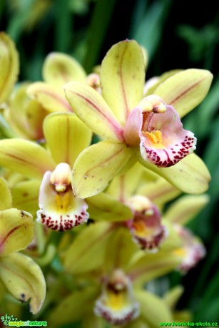 Květy orchidejí - Foto David Hlinka (13)