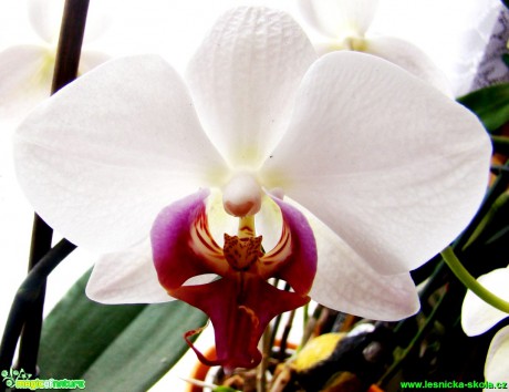 Květy orchidejí - Foto David Hlinka (14)