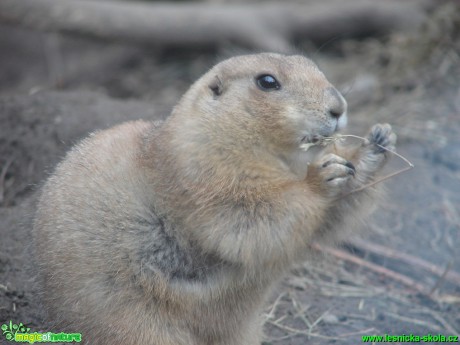 Svišť horský - Marmota marmota - Foto Martina Šmejkalová