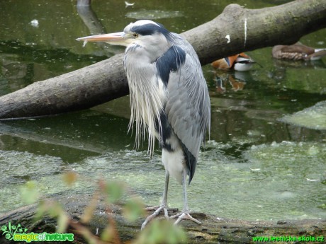 Volavka popelavá - Ardea cinerea - Foto Martina Šmejkalová