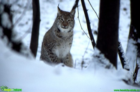 Rys ostrovid - Lynx lynx - Foto Gerd Ritschel (1)