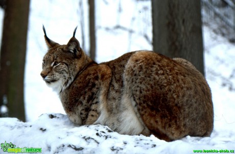 Rys ostrovid - Lynx lynx - Foto Gerd Ritschel (2)