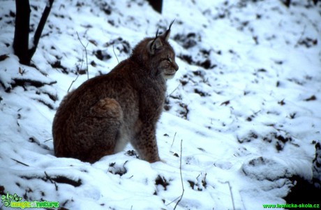 Rys ostrovid - Lynx lynx - Foto Gerd Ritschel (3)