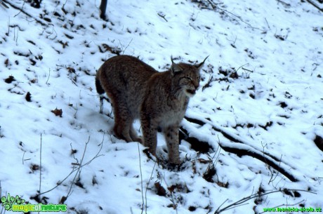 Rys ostrovid - Lynx lynx - Foto Gerd Ritschel (5)