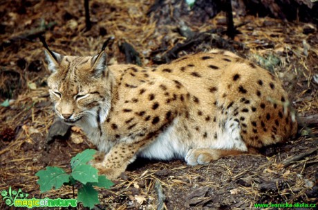 Rys ostrovid - Lynx lynx - Foto Gerd Ritschel (6)