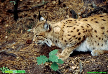 Rys ostrovid - Lynx lynx - Foto Gerd Ritschel (8)