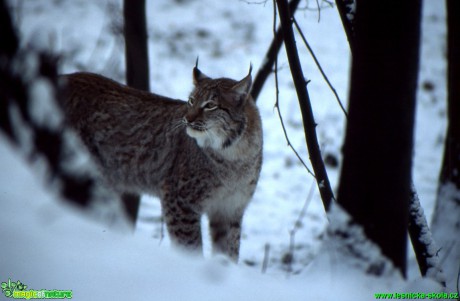 Rys ostrovid - Lynx lynx - Foto Gerd Ritschel