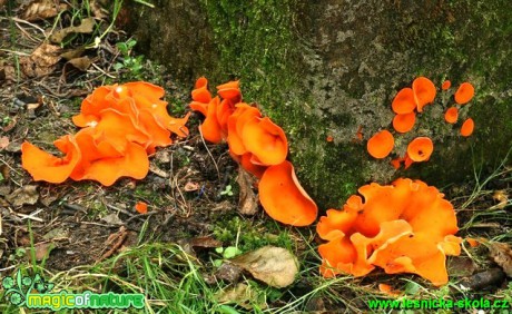 Mísenka oranžová - Aleuria aurantia - Foto G. Ritschel