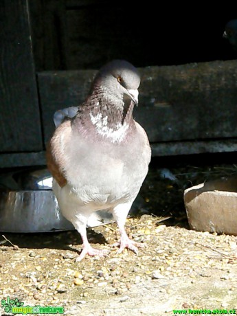 Holub domácí -  Columba livia f. domestica- Foto Eliška Devátá (3)