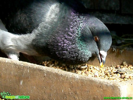 Holub domácí -  Columba livia f. domestica- Foto Eliška Devátá (4)