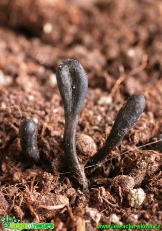 Pazoubek Cookeův - Geoglossum cookeainum (1) - Foto G. Ritschel