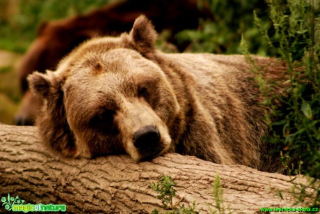 Medvěd grizly - Ursus arctos horribilis - Foto Gerd Ritschel
