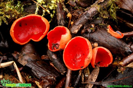 Ohnivec šarlatový - Sarcoscypha coccinea - Foto Gerd Ritschel (1)