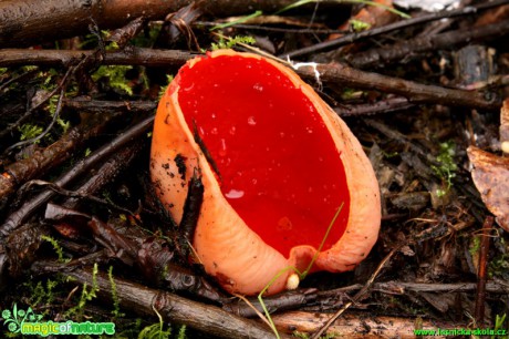 Ohnivec šarlatový - Sarcoscypha coccinea - Foto Gerd Ritschel (2)