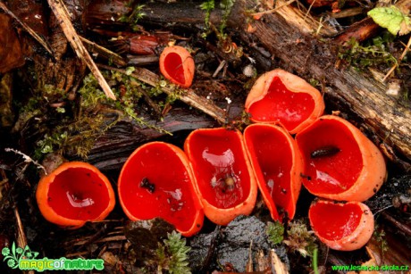 Ohnivec šarlatový - Sarcoscypha coccinea - Foto Gerd Ritschel (3)