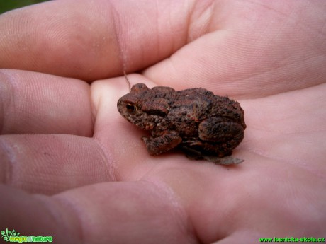 Žabka na dlani - Foto Martina Šmejkalová