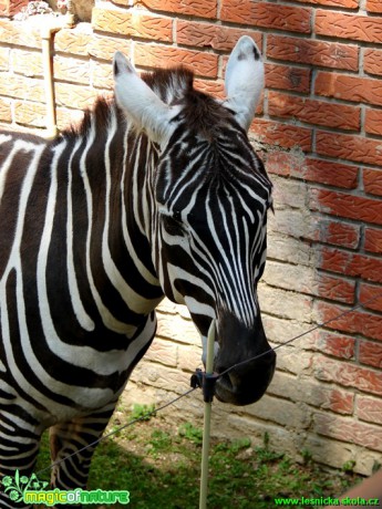 Zebra - Foto Martina Šmejkalová