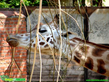 Žirafa - Foto Martina Šmejkalová