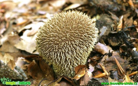 Pýchavka ježatá - Lycoperdon echinatum - Foto G. Ritschel