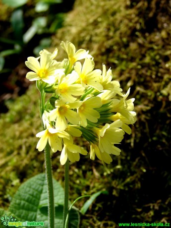 Prvosenka vyšší - Primula elatior - Foto Martina Šmejkalová