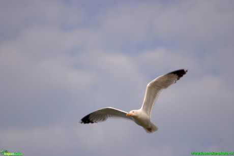 Racek stříbřitý - Larus argentatus - Foto Gerd Ritschel (7)