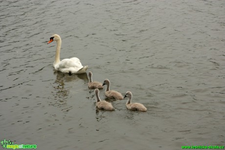 Labuť velká - Cygnus olor - Foto Gerd Ritschel