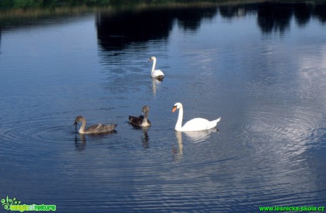 Labuť velká - Cygnus olor - Foto Gerd Ritschel (2)