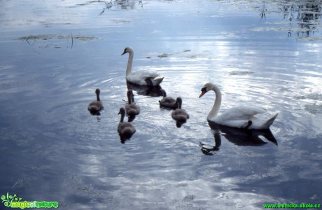 Labuť velká - Cygnus olor - Foto Gerd Ritschel (3)