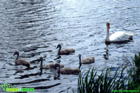 Labuť velká - Cygnus olor - Foto Gerd Ritschel (4)