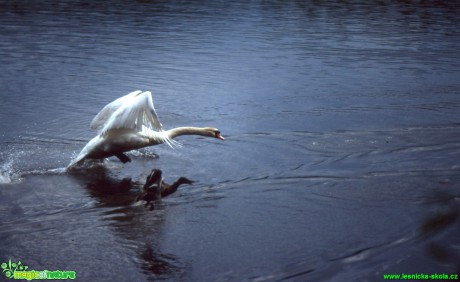 Labuť velká - Cygnus olor - Foto Gerd Ritschel (5)