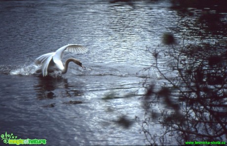 Labuť velká - Cygnus olor - Foto Gerd Ritschel (6)