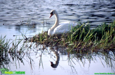 Labuť velká - Cygnus olor - Foto Gerd Ritschel (7)