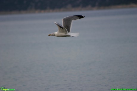 Racek stříbřitý - Larus argentatus - Foto Gerd Ritschel (5)