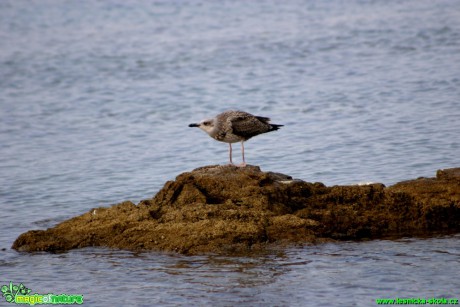 Racek stříbřitý - Larus argentatus - Foto Gerd Ritschel (6)