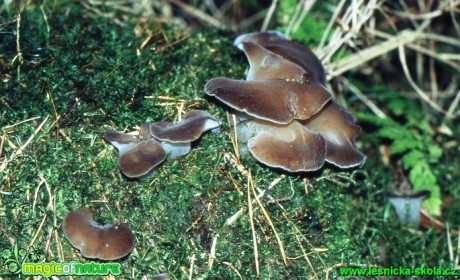 Rosolozub huspenitý - Pseudohydnum gelatinosum (1) - Foto G. Ritschel