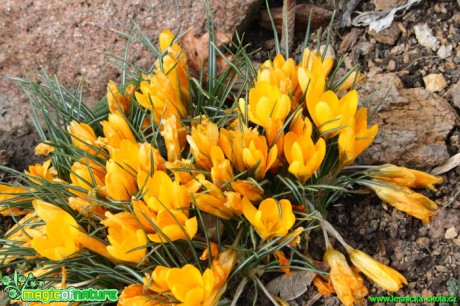 Šafrán žlutý - Crocus flavus ´Grosse Gelbe´ - Botanická zahrada Teplice - Foto David Hlinka